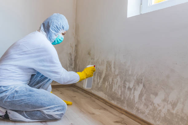 Licensed Basement Mold Remediation service in Bloomington, IL - Car Mold Remediation