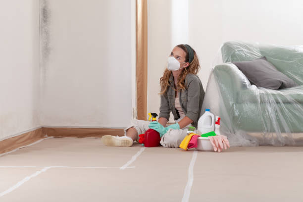 Reliable Basement Mold Remediation contractor in Bloomington, IL by Car Mold Remediation